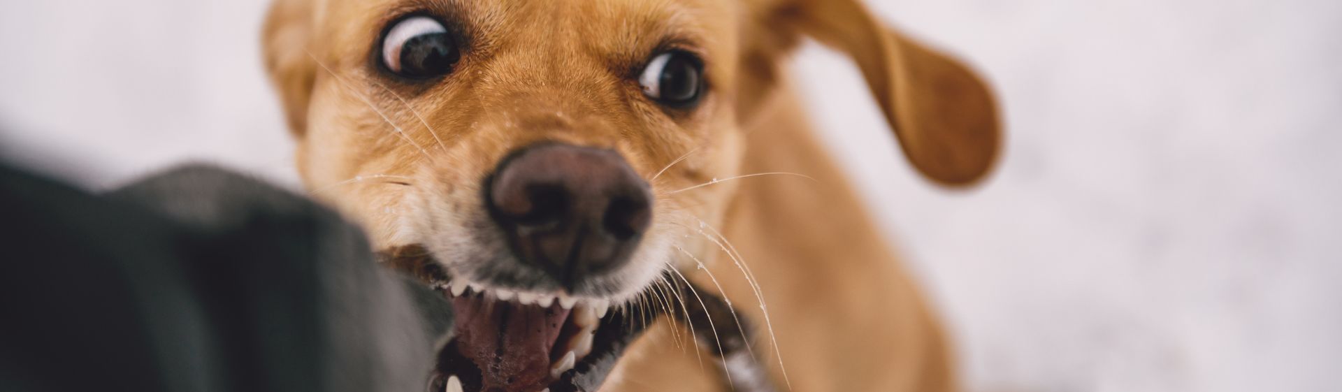 Atlantic City Dog bite lawyers