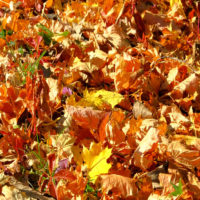 Review Important Safety Tips for Autumn