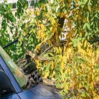 What Should I Know About Tree-Related Car Accidents?